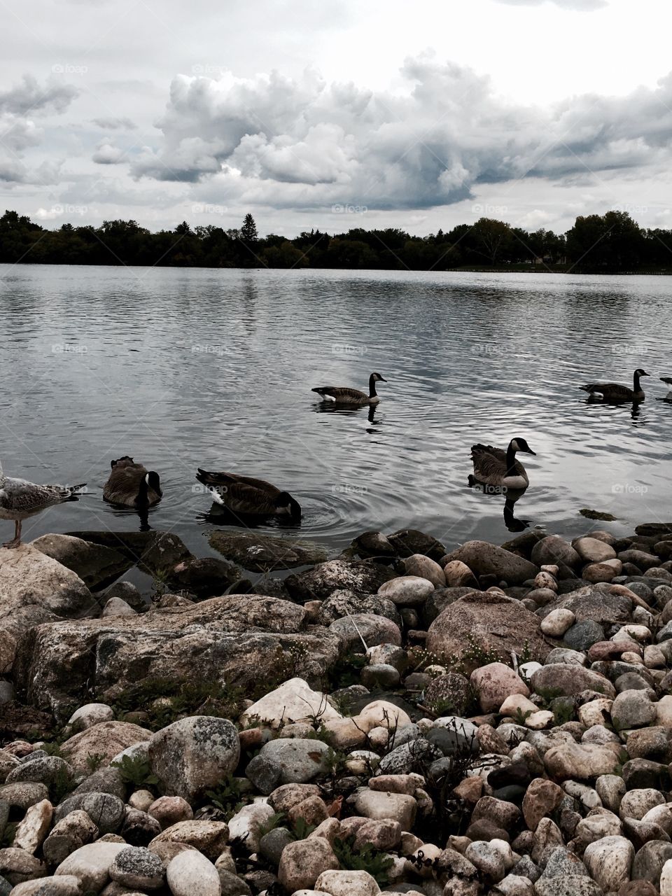 Canada geese in a fall day