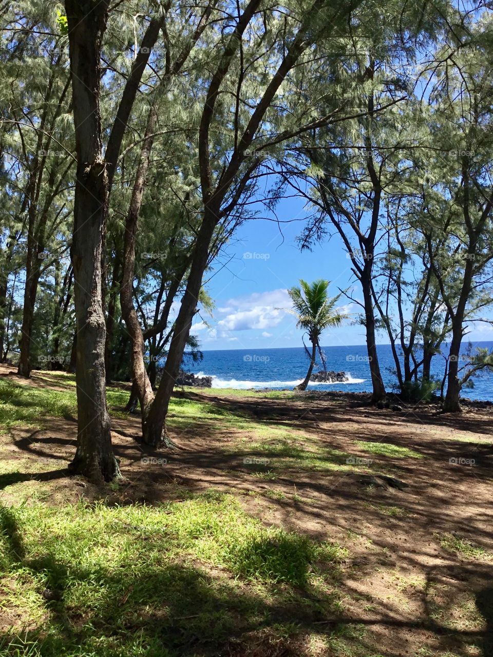 Palm admidst the piney trees.