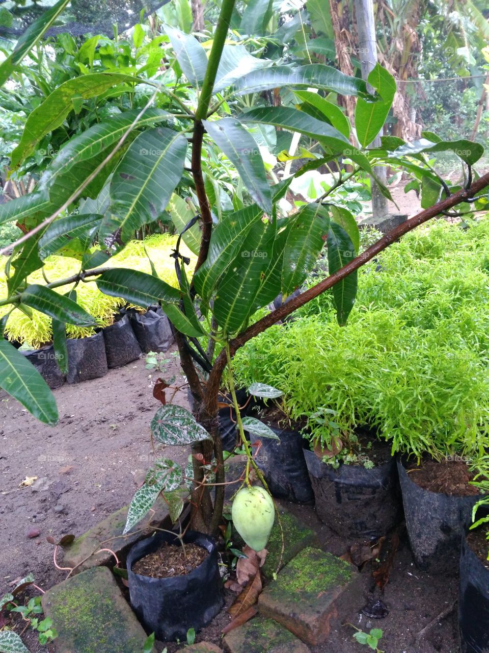 mango tree