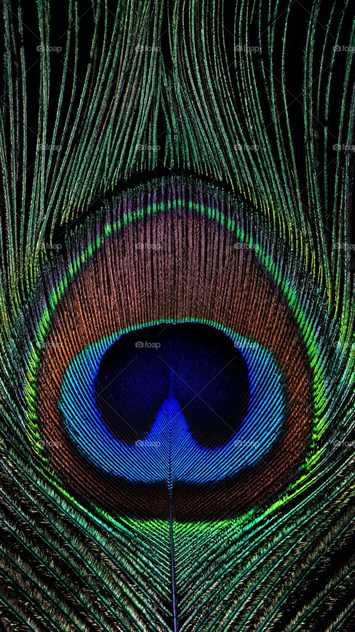 peacock