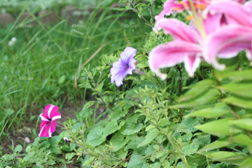 Multi colored blooms in summer 