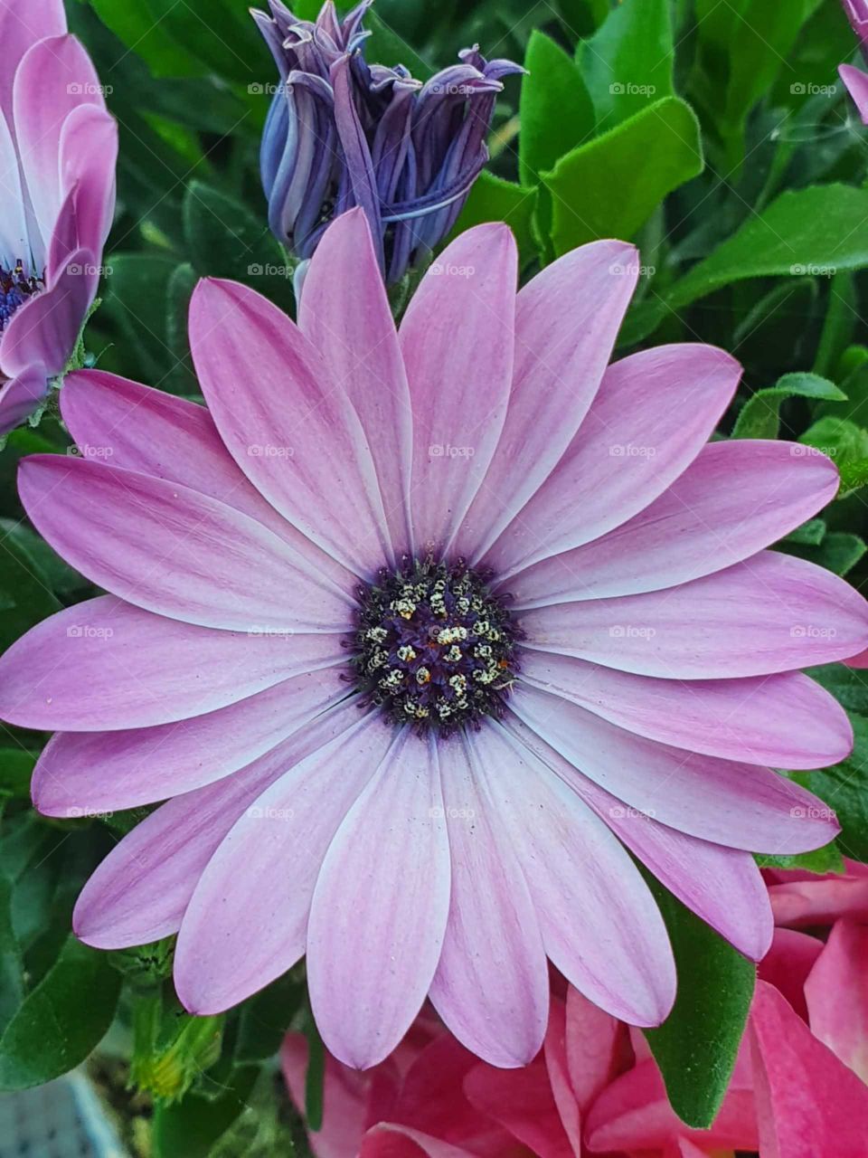 The Spanish daisy is a plant from South Africa, dies in the Netherlands when an annual garden plant is sold.