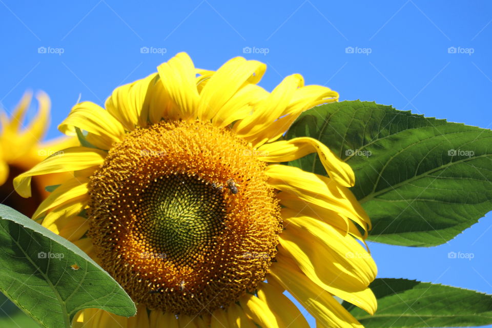 Happy Sunflower