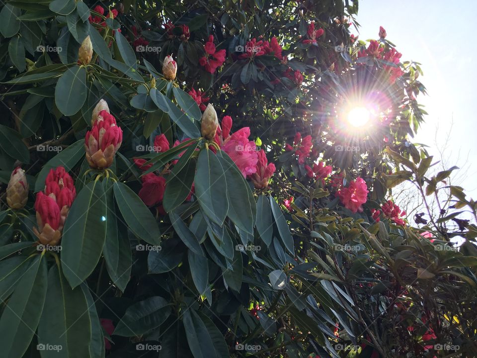 Sun rays on a rhododendron blossoms