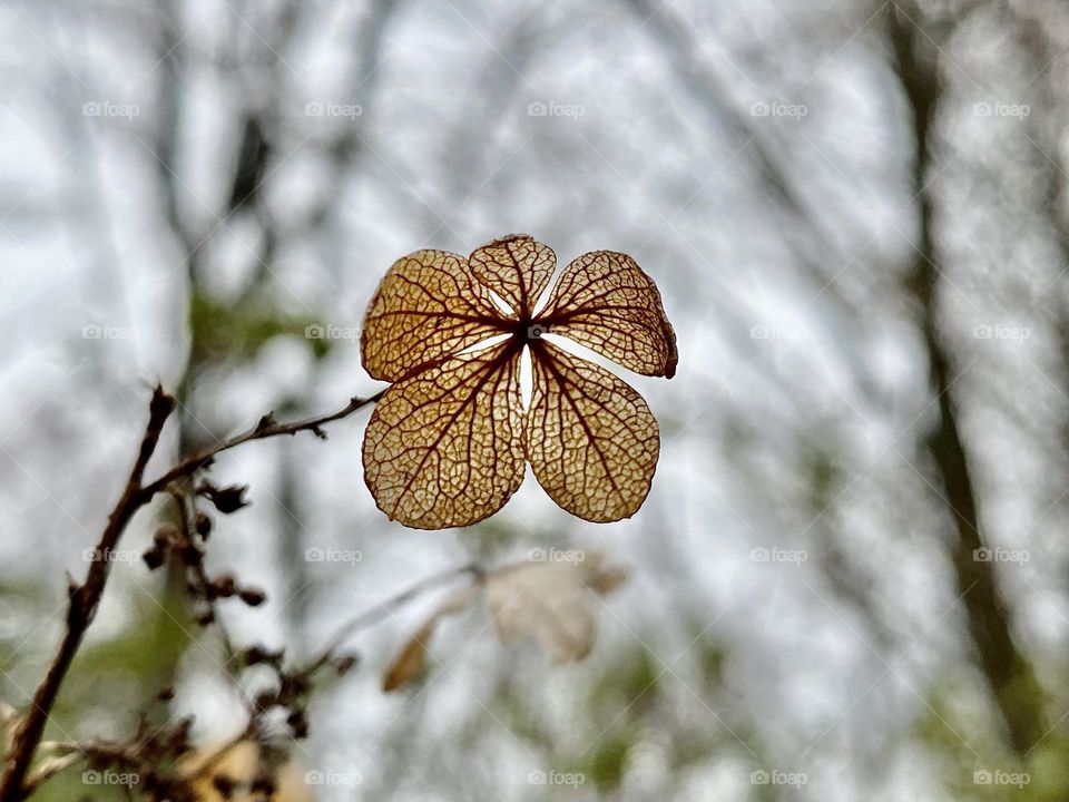 A dried bloom from a hydrangea flower