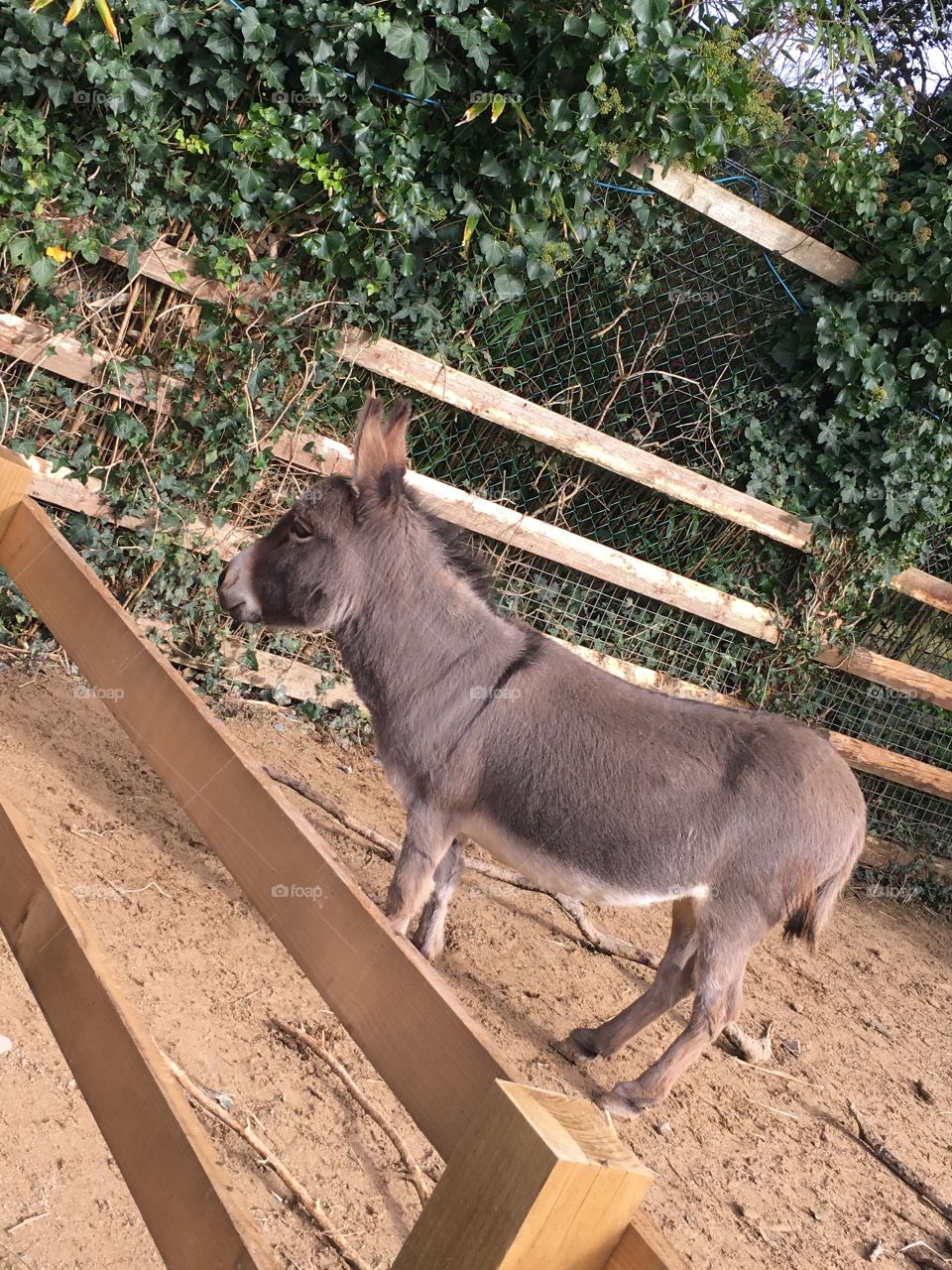 Lovely Donkey on the farm in Cornwall. 