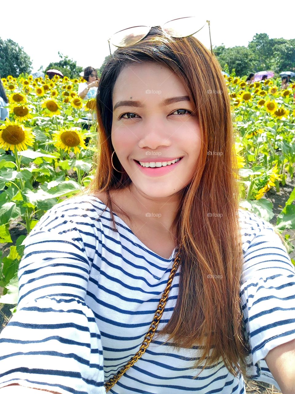 sunflower garden