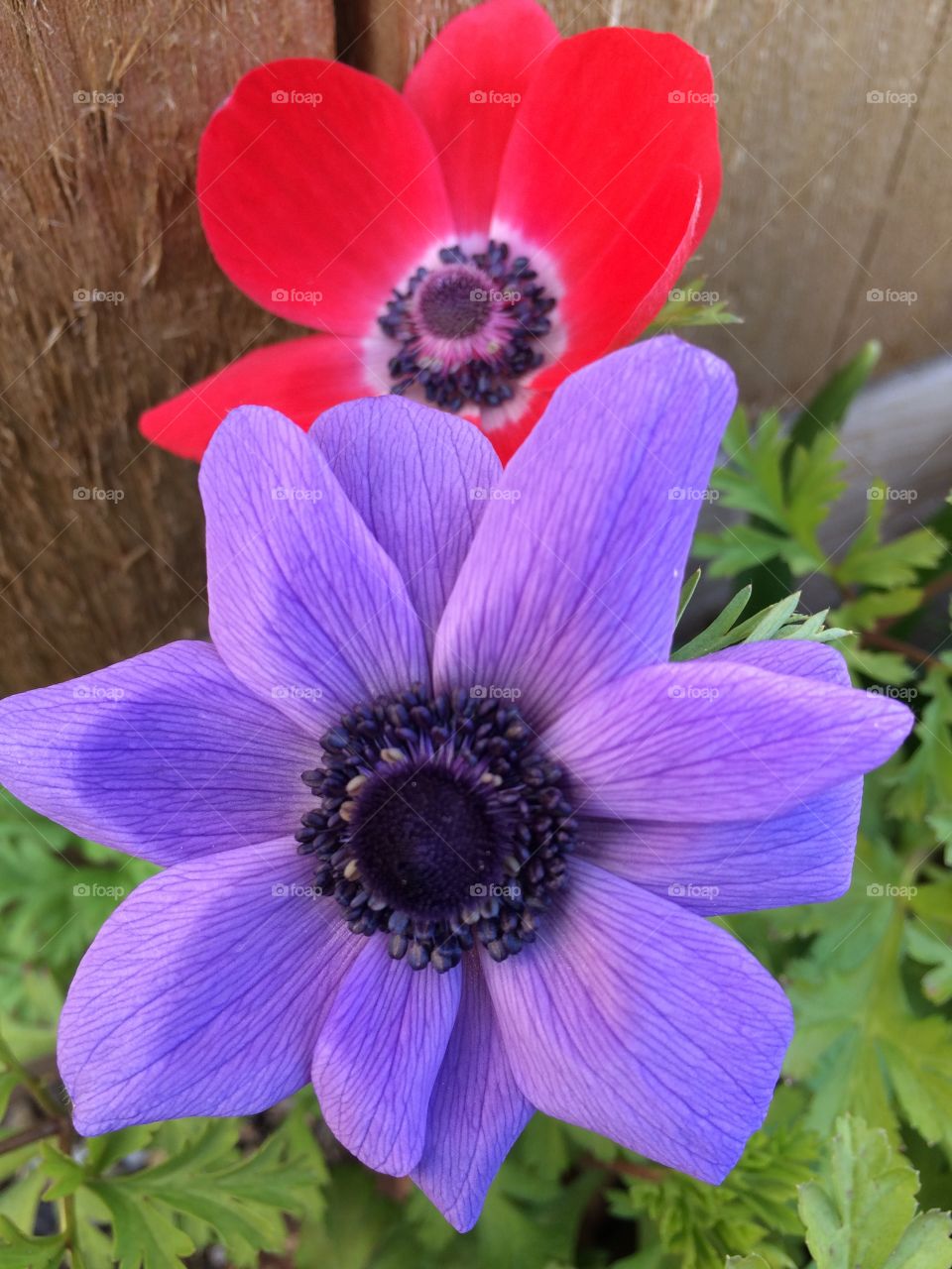 Elevated view of a purple flower