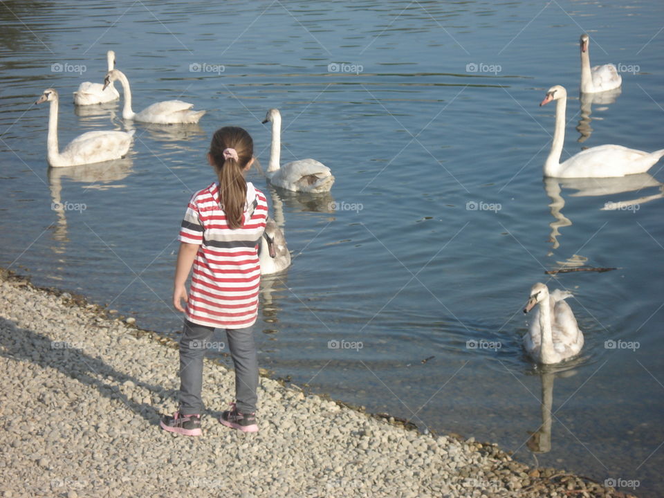 girl and swans,lake Bundek,Zagreb,Croatia