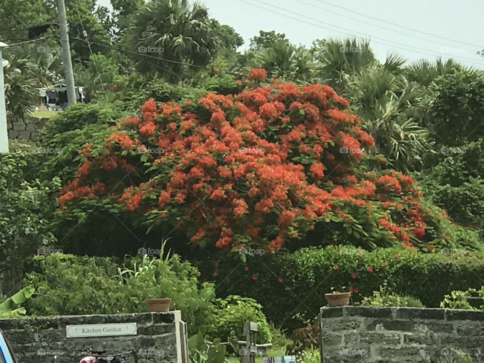 A Royally Red Tree In Bermuda