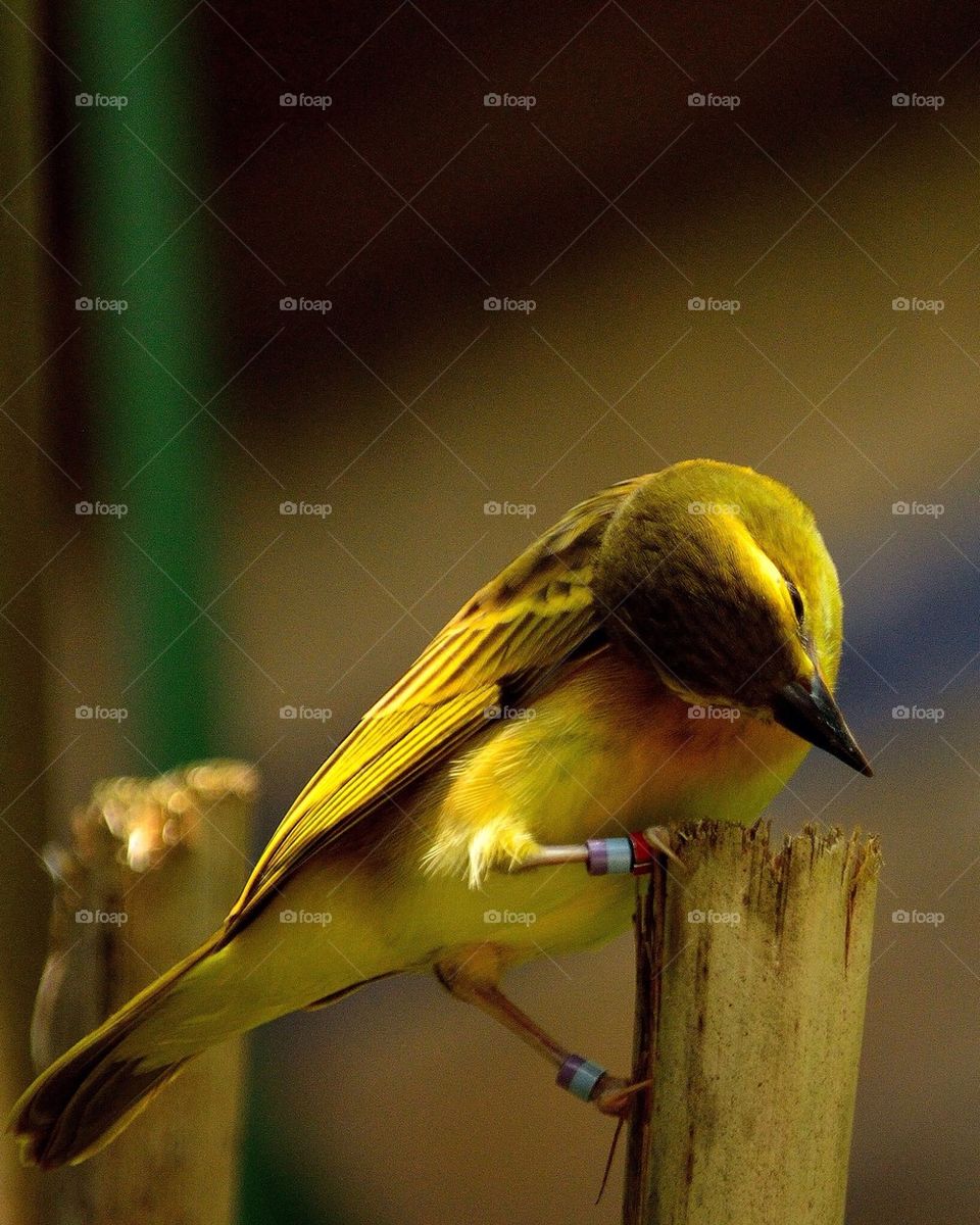 Yellow singing bird perching