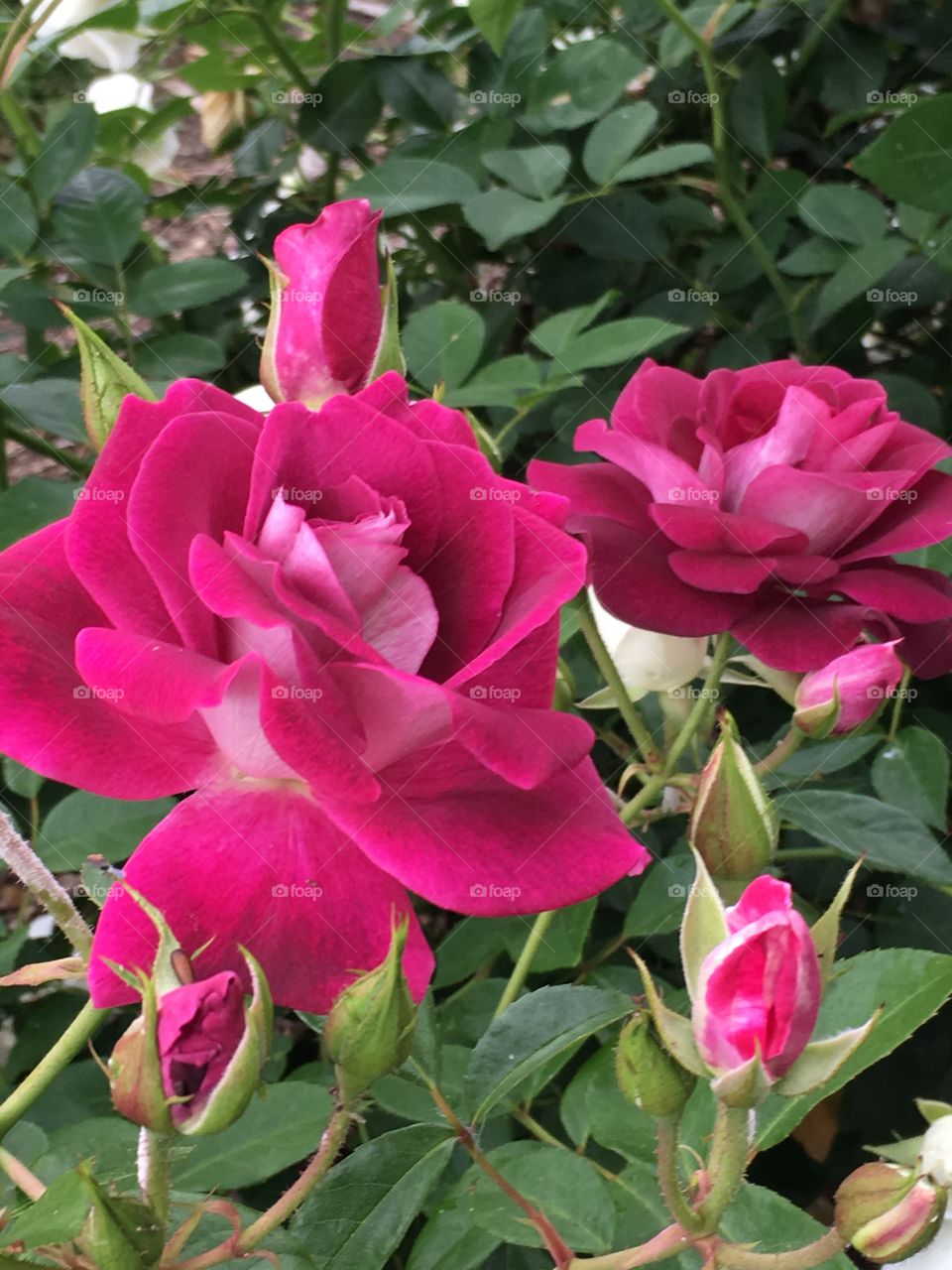 Magenta Roses