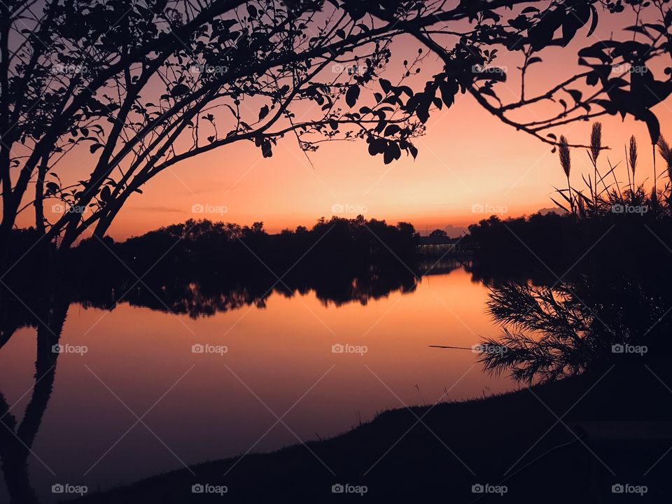 Large Crepe Myrtle & Cat Tails Overseer this Shot of A Gorgeous Sunset flat Calm Lake Waters With the colors of the Night Sky along with the the colors of the Backlit. 