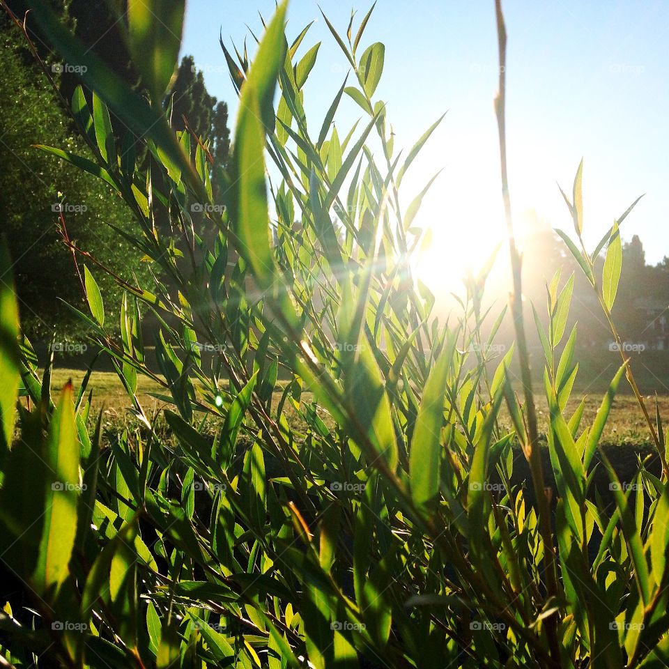 Grass, Bariloche 