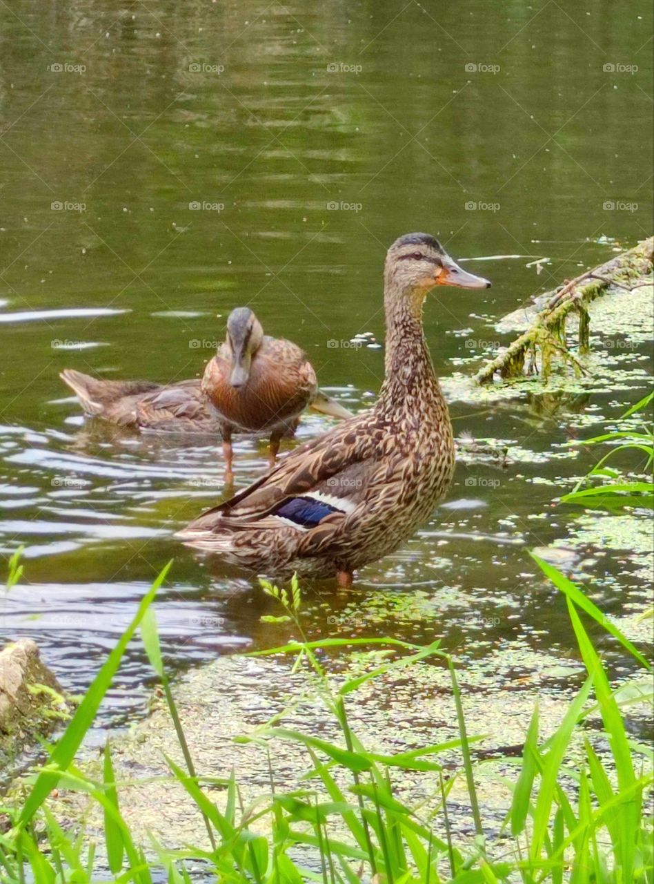 summer.  ducks come ashore to dry their feathers