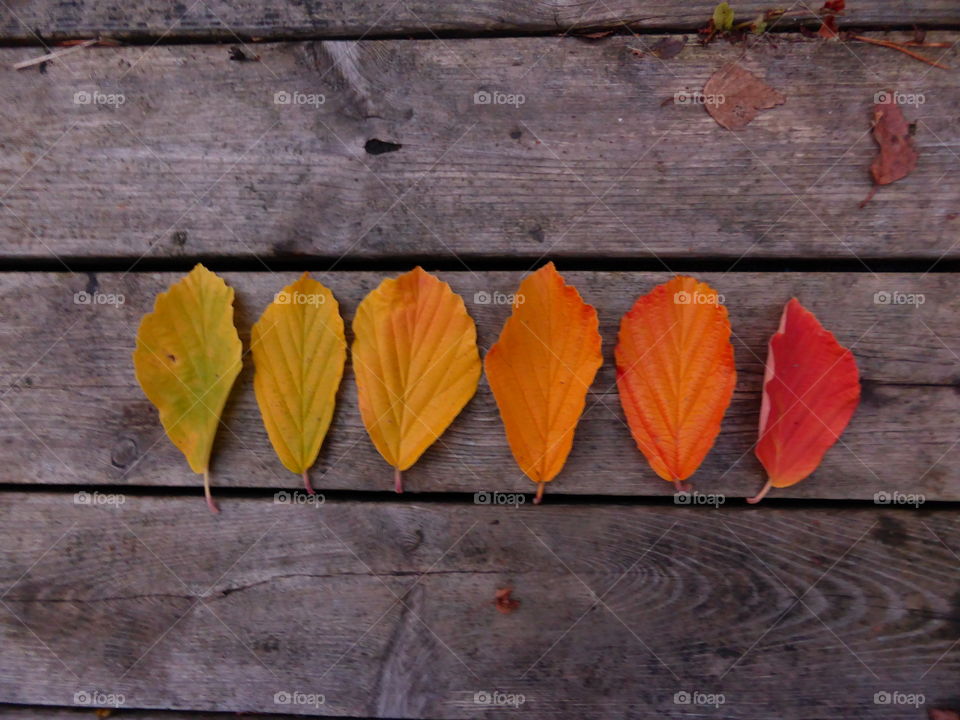 Fall colors