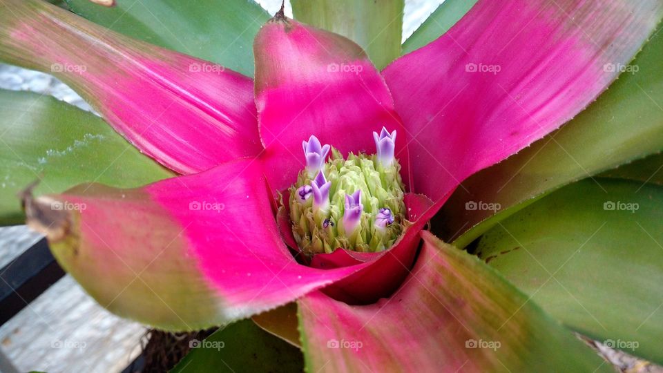 Uma planta naturalmente na cor magenta. Roda escuro. Punk...