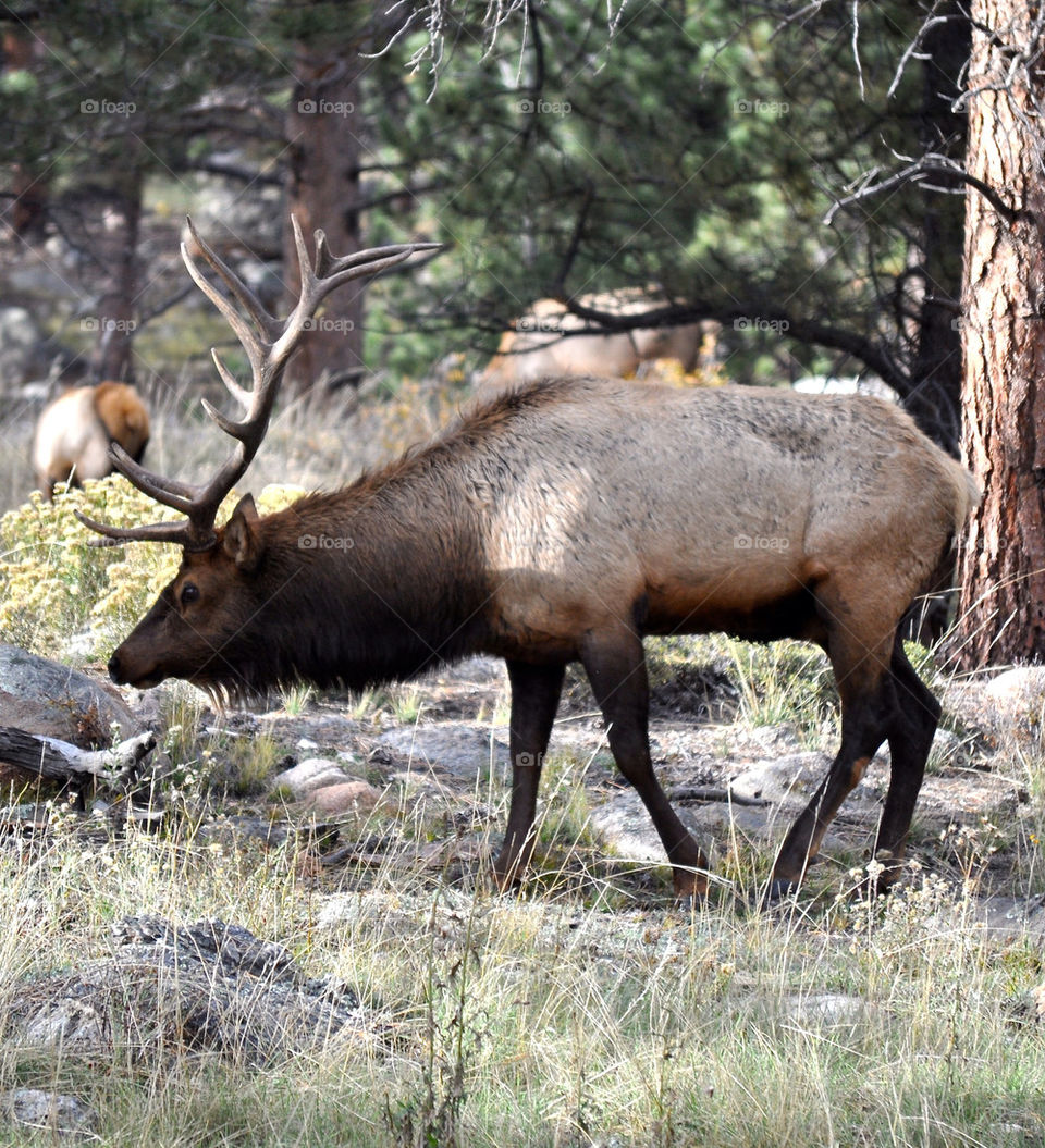 Elk