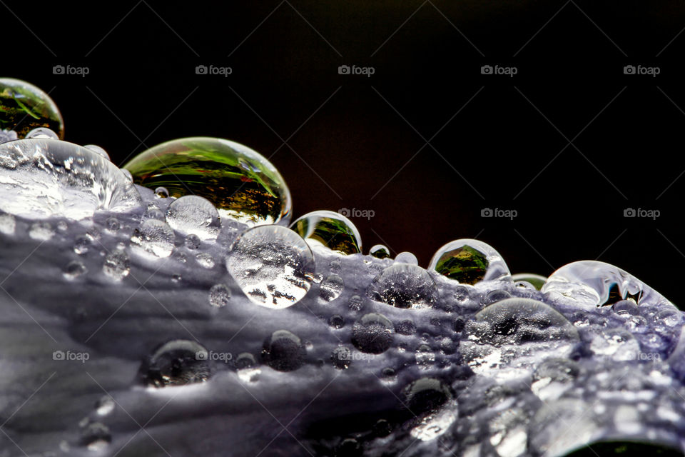 Tiny dew drops on a violet