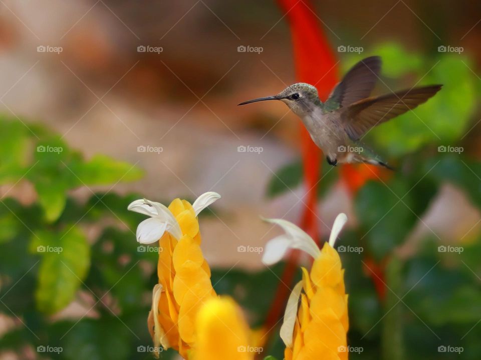 hummingbird in flight