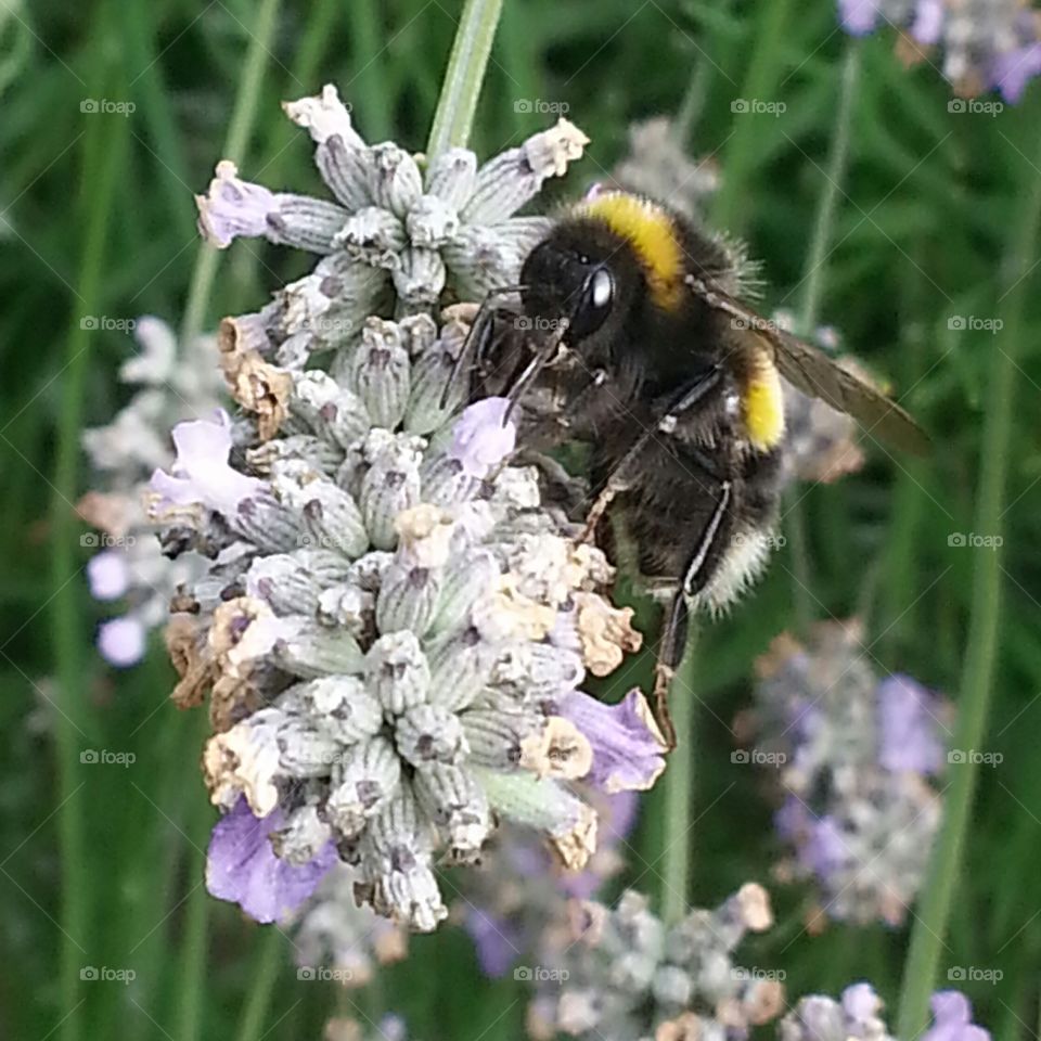 Bee. Cardiff, South Wales, UK