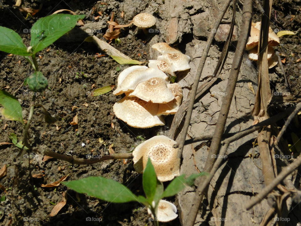 Mushrooms!