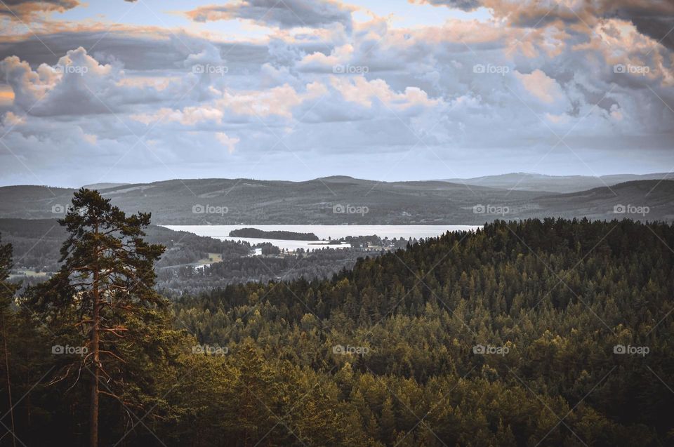 Forest and lake