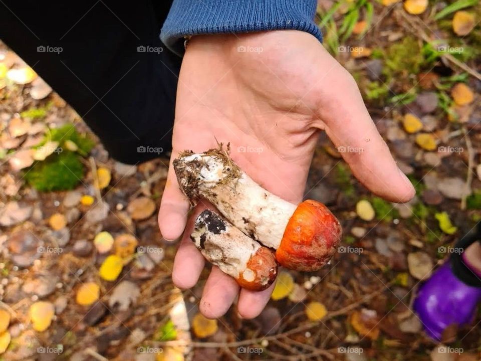 Forest mushroom