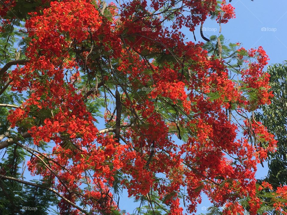 Tree, Leaf, Nature, No Person, Flower