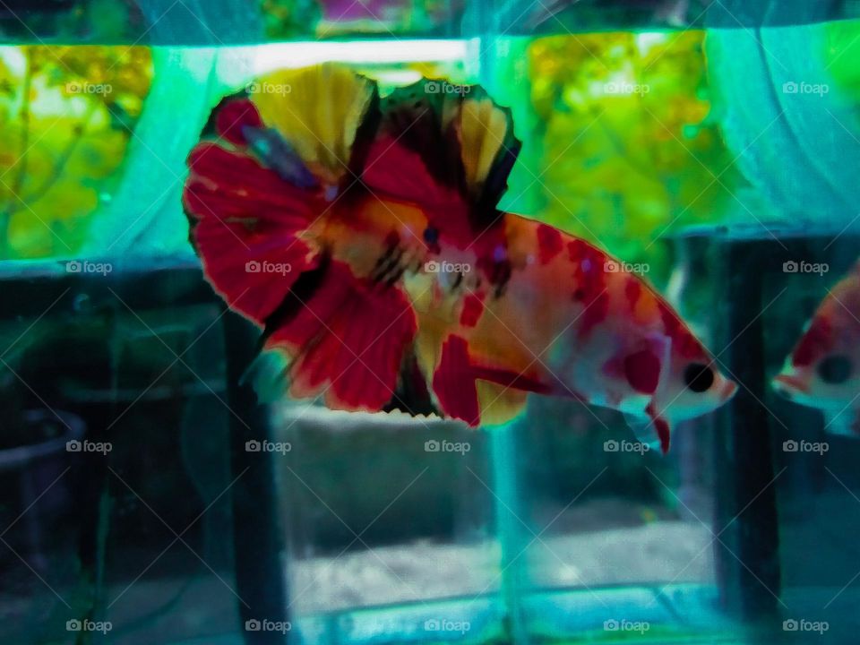 Siamese fighting fish