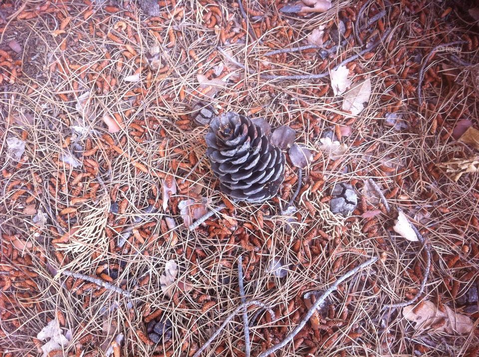 Cone on the ground