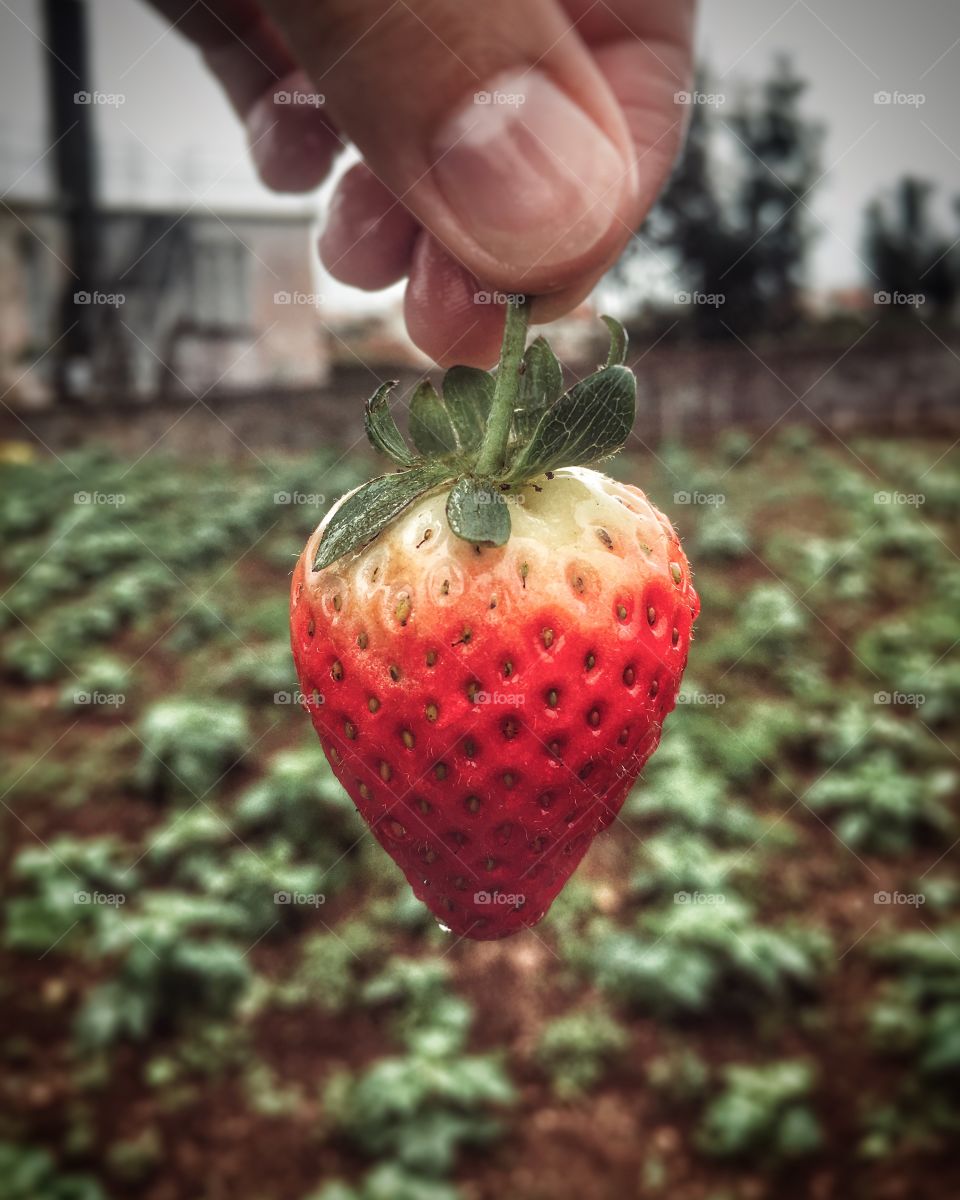 Organic strawberry 
