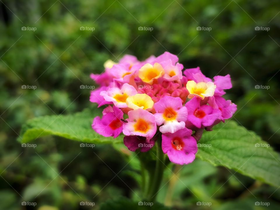 Will this be the last flower before the winter? We are one month in the Autumn already and it is still possible to see small, colorful and cute flowers like this one, around...