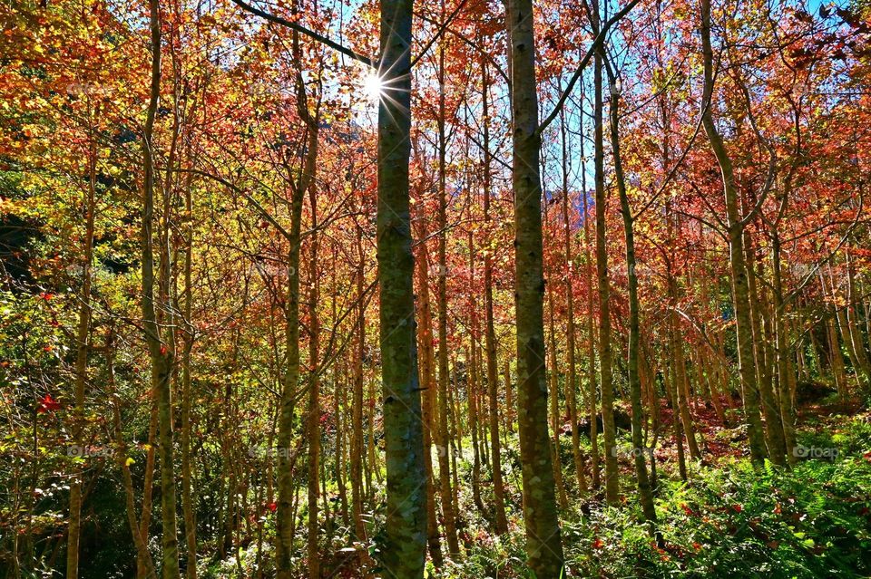 Beautiful forest natural landscape