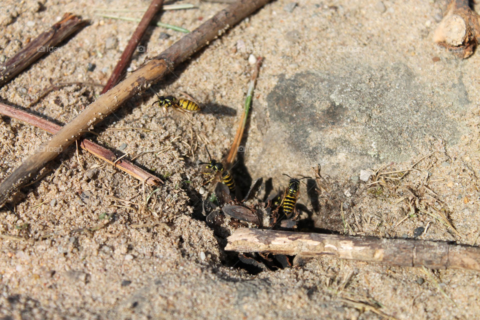 Earth wasps nest