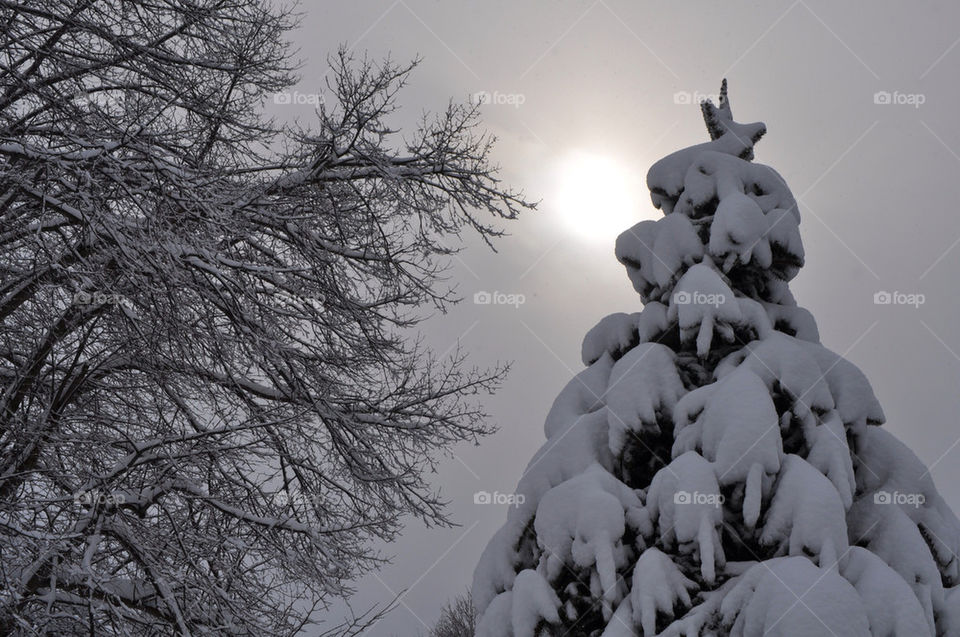 snow sky tree sun by jeffreyfulton