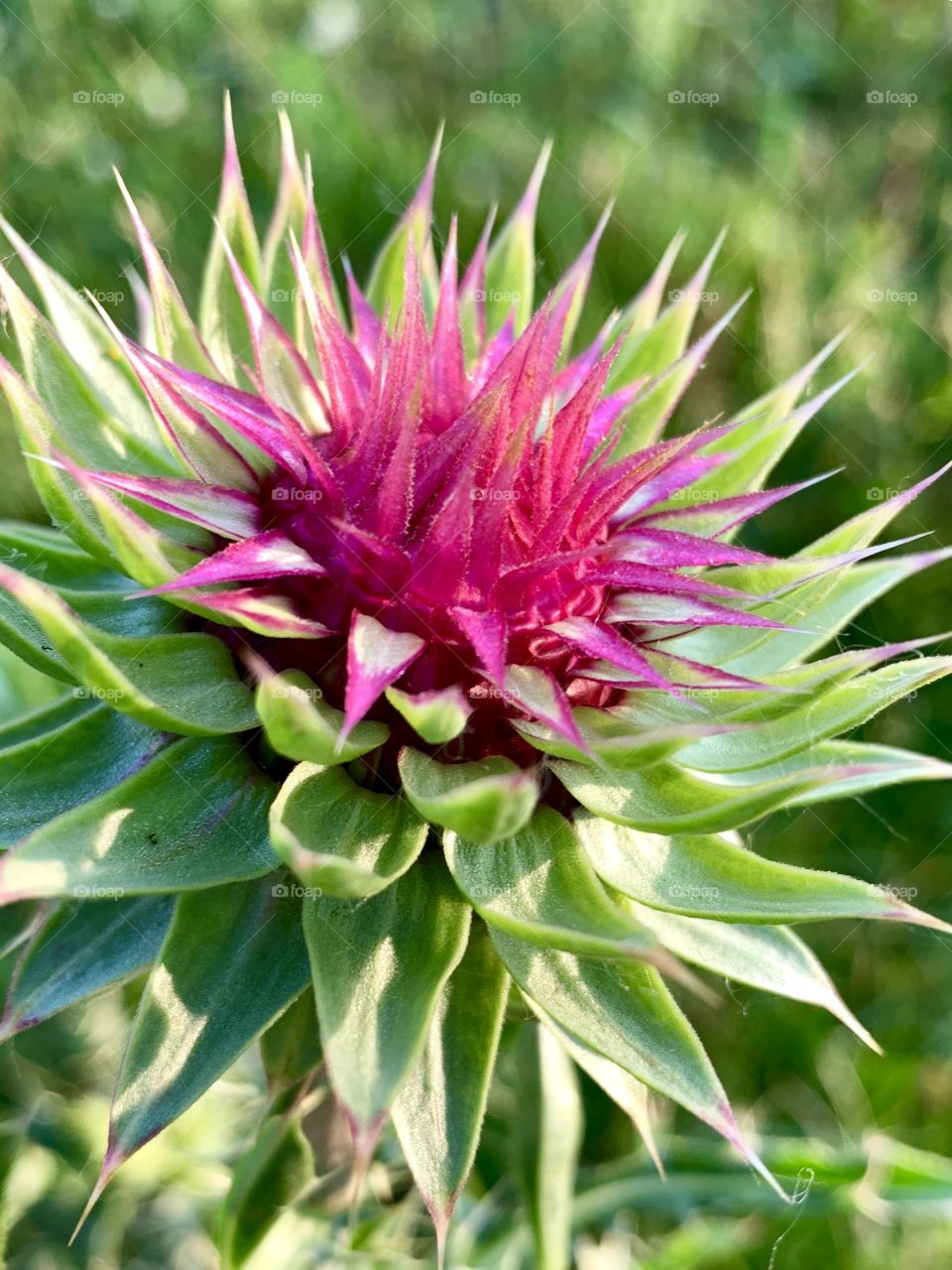 Nodding thistle bud in sunlight 