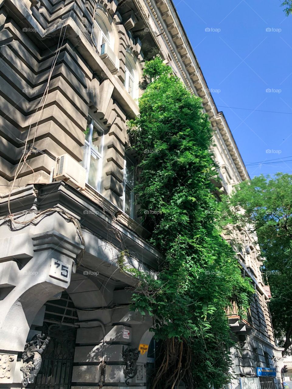 Plant on an old building 