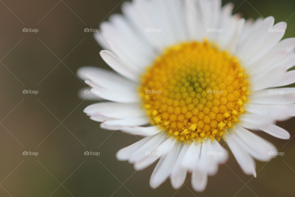 white flower yellow pollen garden