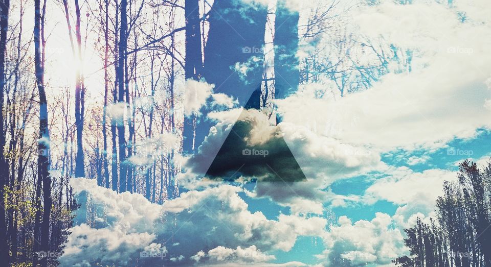 A Forrest above the clouds