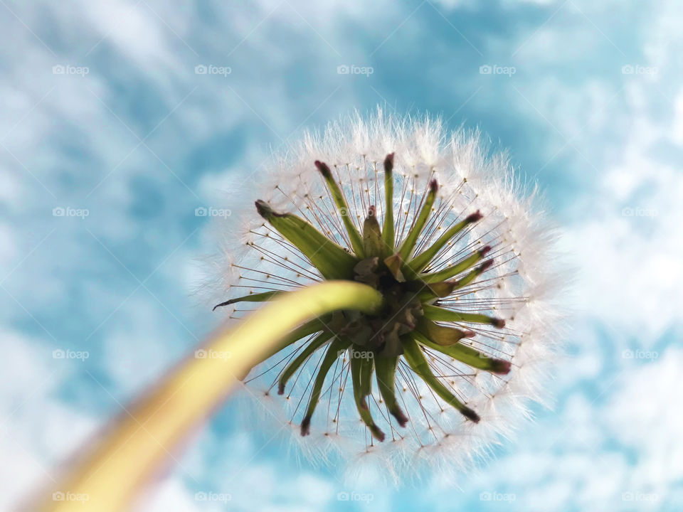 Light and airy dandelion in front of blue cloudy sky background 