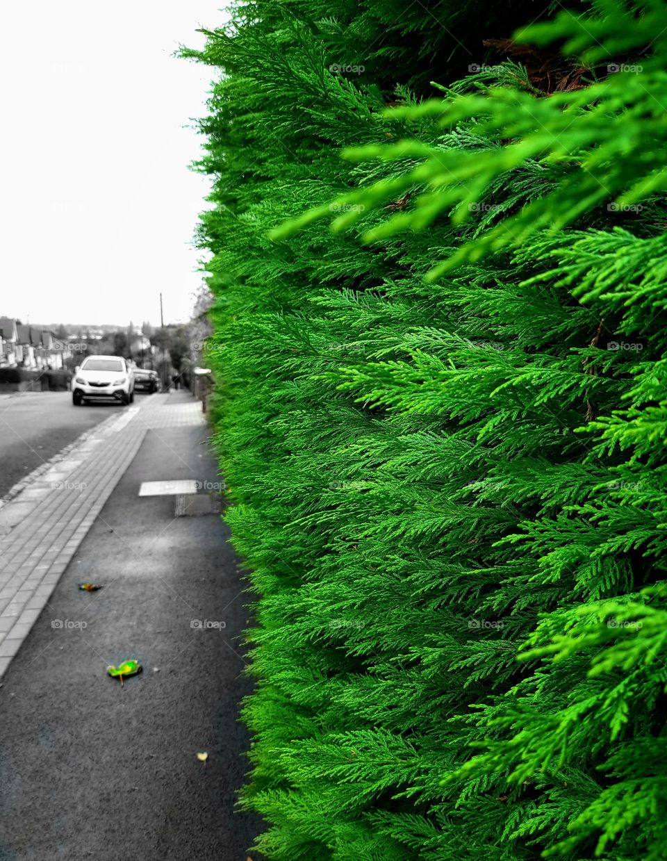 Fresh greenary on the side of the road