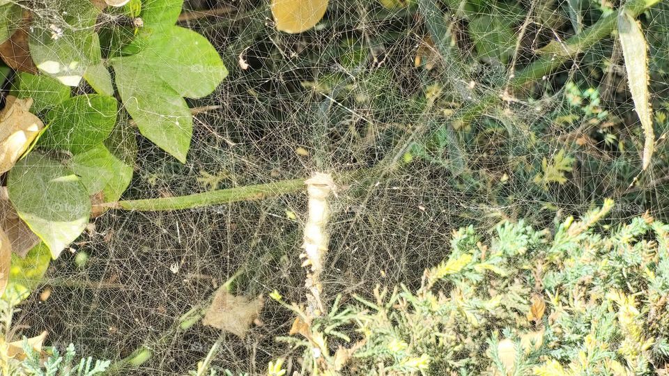 spider web in plants leaves