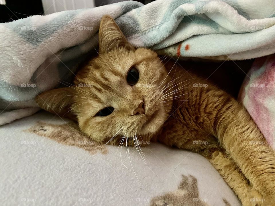 An orange tabby cat snuggling under a blanket with her human