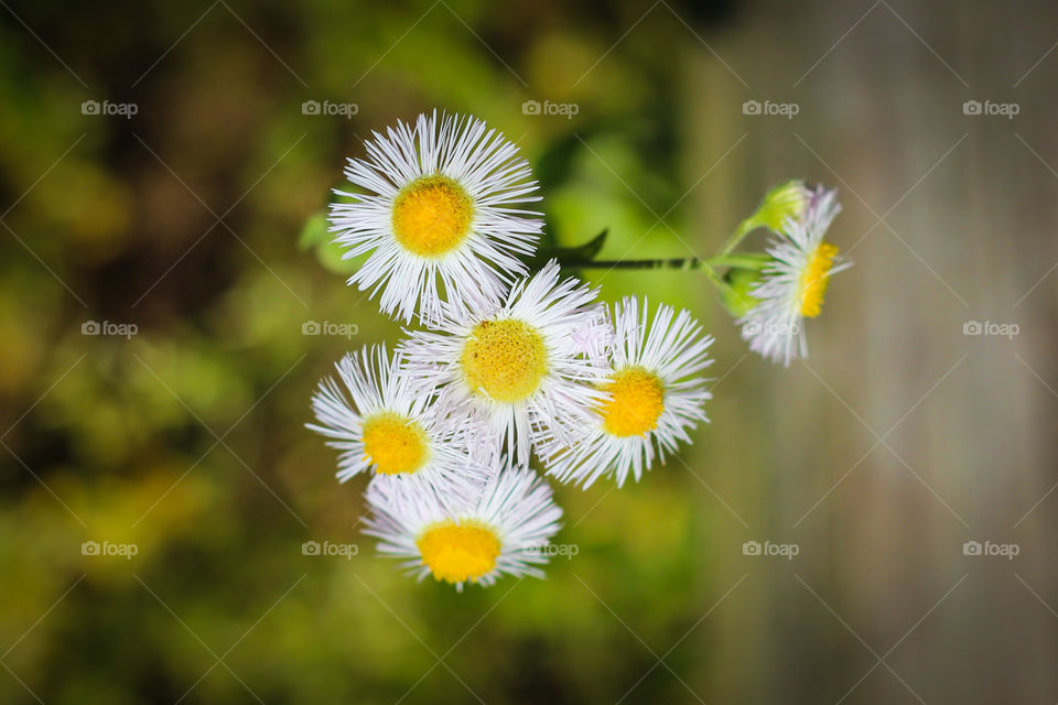 Tiny flowers