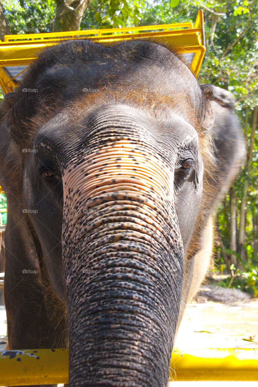 THE ELEPHANT AT NOON NOOK GARDEN PATTAYA THAILAND