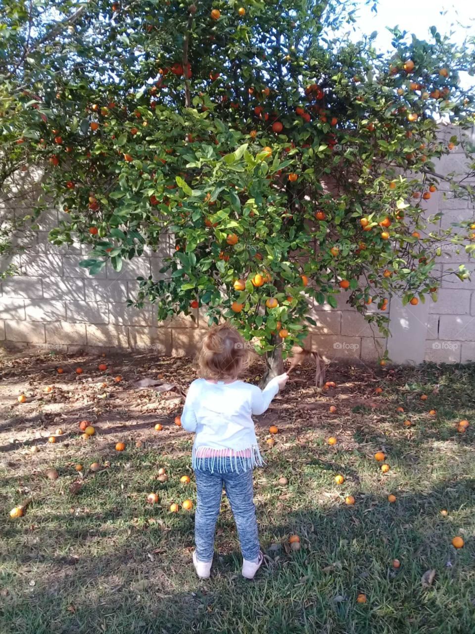 And at lunchtime, good lemonade is worth it! In fact, lemon is not lacking here in the orchard. / E na hora do almoço, vale uma boa limonada! Aliás, limão é o que não falta aqui no pomar.