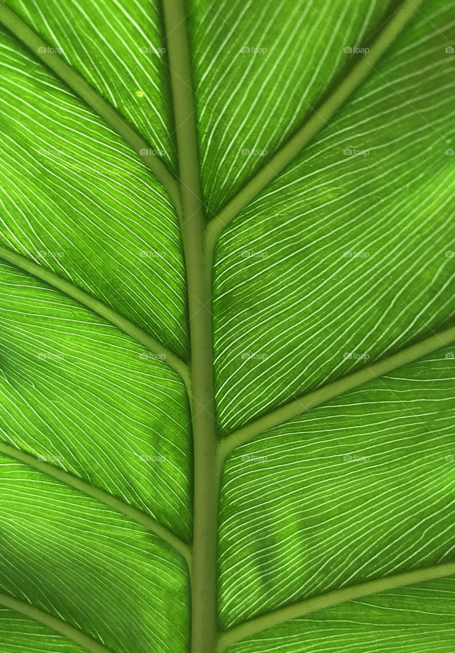 Philodendron leaf close up