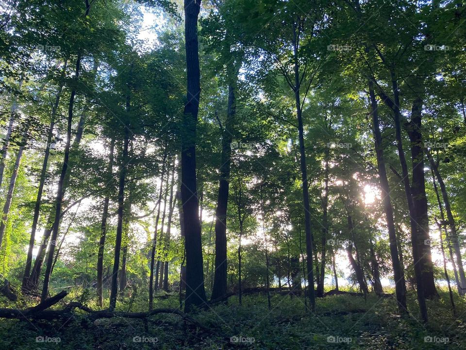 Sun shining through the forest