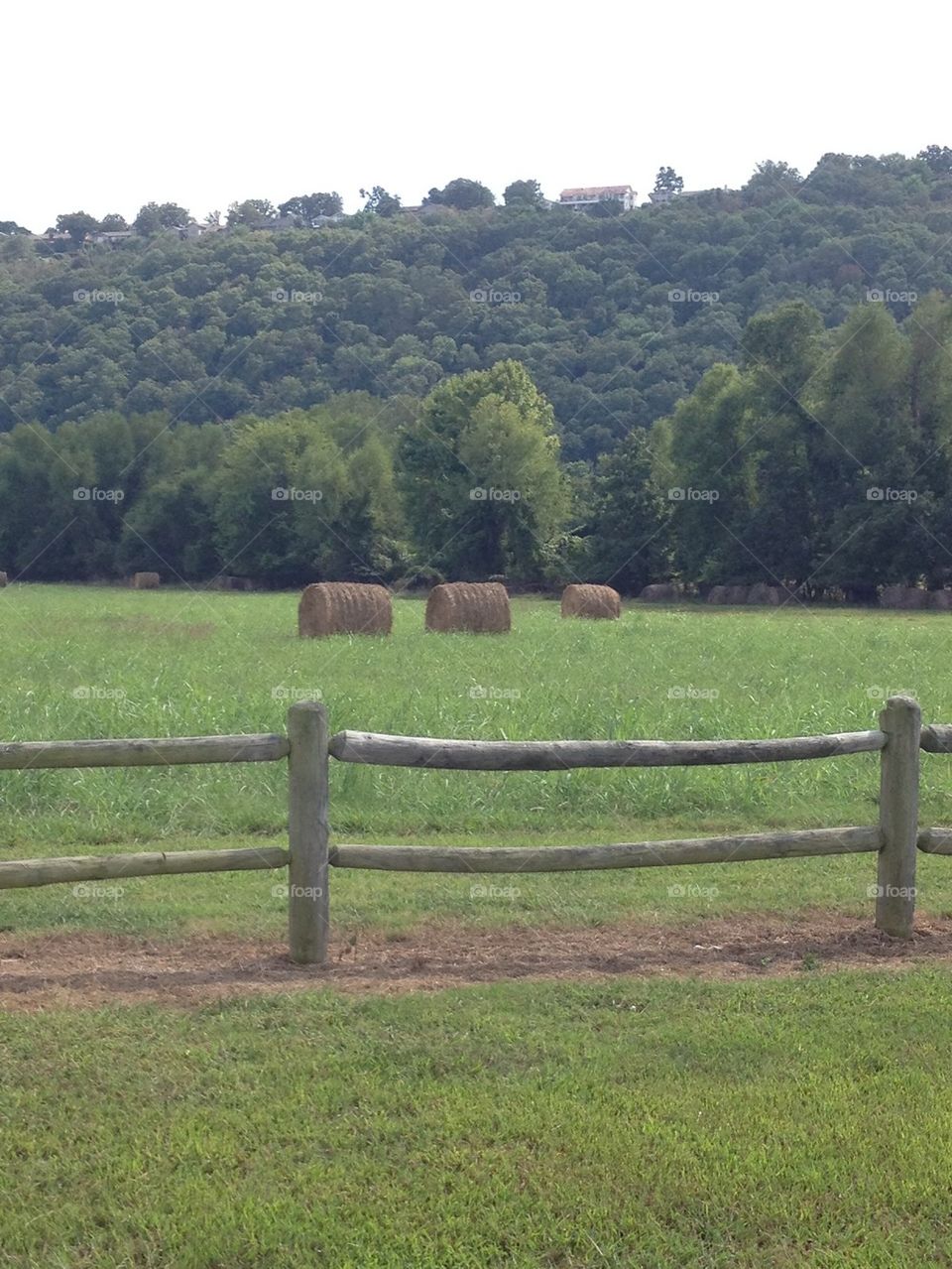 Field of hay